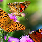 免费ddos攻击网页端